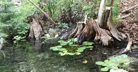 Beautiful view of a forest Stock Footage 257618907