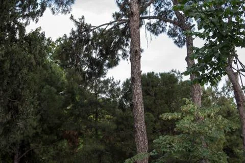 A Beautiful View from A Forest Stock-Fotos