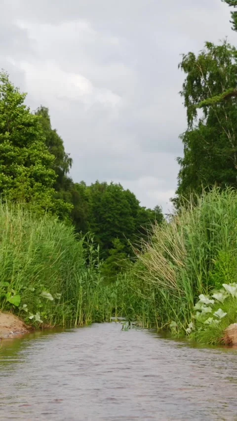 Beautiful view of forest river in summer Stock Footage 317320036