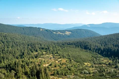 Beautiful view on forested with spruce trees mountains Stock Photos