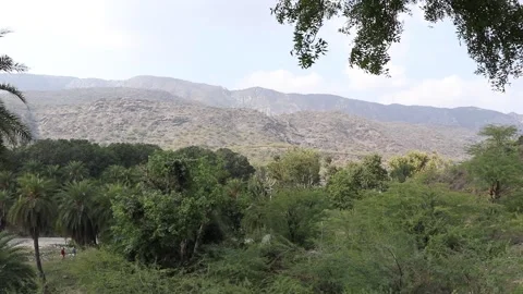 Beautiful view of forest,trees swaying in wind. Stock Footage 170240554