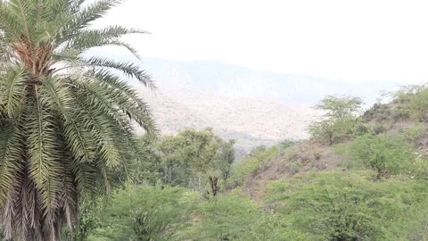 Beautiful view of forest,trees swaying in wind. Stock Footage 170240873