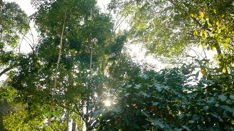 The beautiful view of fresh green trees with sun shining in springtime, natural  Stock Footage 126207461