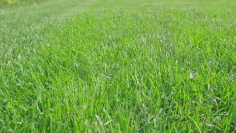 Beautiful view of front yard of private garden. Green grass lawn. Stock Footage 154909440