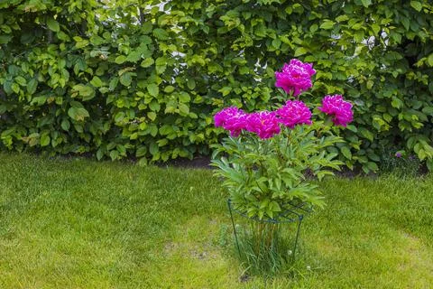 Beautiful view of garden plot with pink peony flowers. 스톡 사진