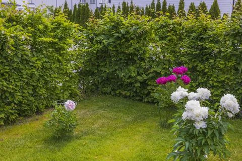Beautiful view of garden plot with white and pink peony flowers. Foto stock