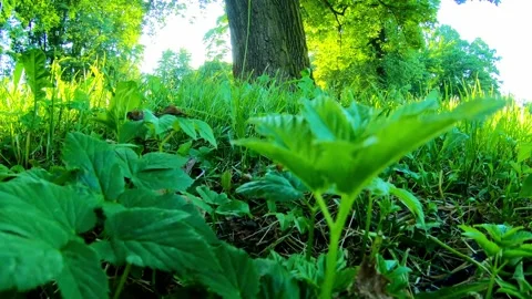 Beautiful View Of Grass And Young Oak Stock Footage 199042183