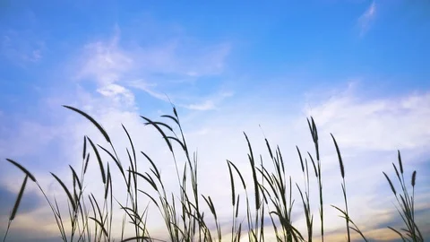 Beautiful view of grass in evening time. Stock Footage 121192658
