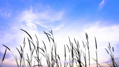 Beautiful view of grass in evening time. Stock Footage 121192758