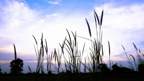 Beautiful view of grass in evening time. Stock Footage 121193056
