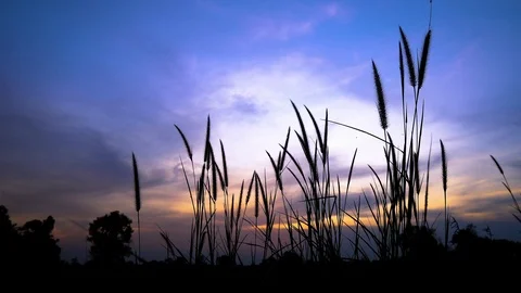 Beautiful view of grass in evening time. Stock Footage 121193060