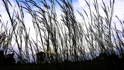 Beautiful view of grass in evening time. Video stock 121193065