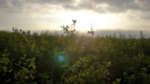Beautiful view of the grass at sunset. High quality 4k footage Stock Footage 223543648