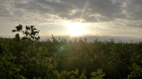 Beautiful view of the grass at sunset. High quality 4k footage Stock Footage 223543691