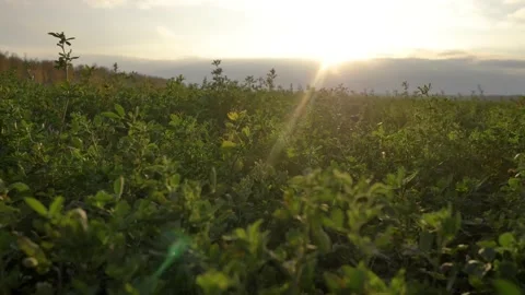 Beautiful view of the grass at sunset. High quality 4k footage Stock Footage 223543743