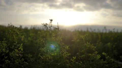 Beautiful view of the grass at sunset. High quality 4k footage Stock Footage 223543792