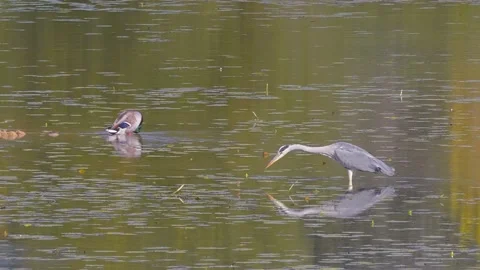 Beautiful view of a gray heron standing in the lake beside the wild duck Vidéo 163371792