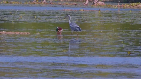 Beautiful view of a gray heron standing in the lake beside the wild duck Stock-Footage 163372000