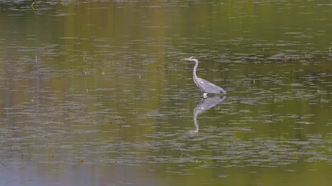 Beautiful view of a gray heron walking in the lake on a sunny day Stock-Footage 163371381