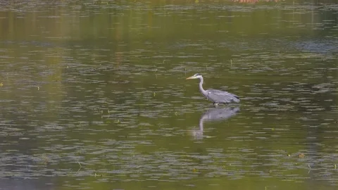 Beautiful view of a gray heron walking in the lake on a sunny day Vidéo 163371579