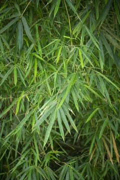 Beautiful view to green bamboo leaves in rainforest area Stock Photos