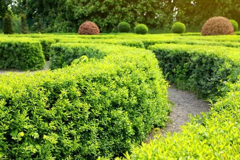 Beautiful view of green hedge maze on sunny day Stock Photos