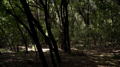 A beautiful view of a green jungle Stock-Footage 108490751