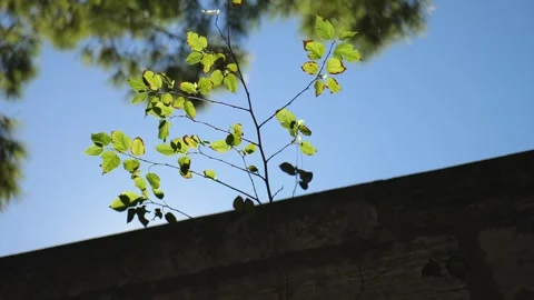 Beautiful View of a Green Plant in the Rays of the Sun. Slow Motions. 4K Stock Footage 287589223