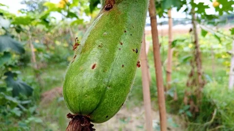 A beautiful view of green pumpkins in the fields in rural Bangladesh Stock Footage 310037829