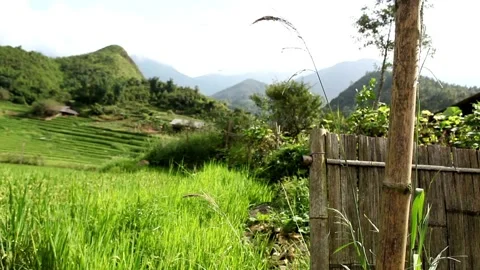 Beautiful view of green rice fields with a breeze Video stock 171584996