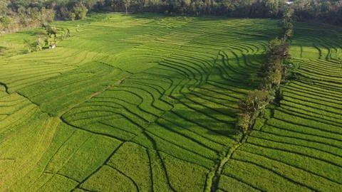 Beautiful view of green rice fields in Nanggulan Kulon Progo Stock Photos