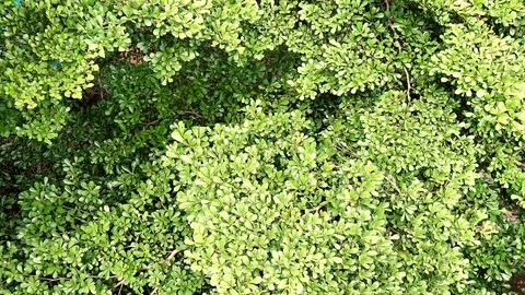 Beautiful view of green tree leaf patterns. Top view Stock Photos