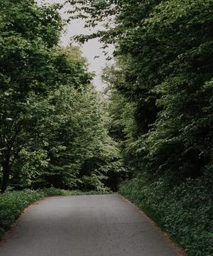 Beautiful view of green trees Stock Photos