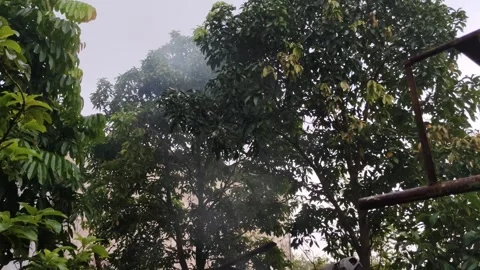 The beautiful view of green trees under a cloudy sky and the smoke Stock Footage 304073791