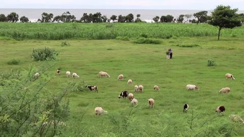 Beautiful view of a group of goats Stock Footage 164535895