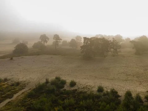 Beautiful view of heaths and trees in fog covered sand dunes in the Netherlands Stock Photos