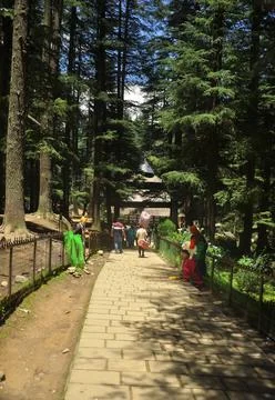 Beautiful view of Hidimba Devi Temple in between cedar trees  Stock Photos
