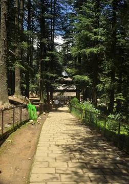 Beautiful view of Hidimba Devi Temple in between cedar trees  Stock Photos