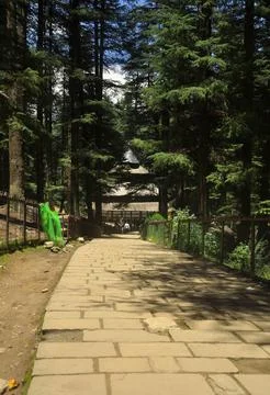 Beautiful view of Hidimba Devi Temple in between cedar trees  Stock Photos