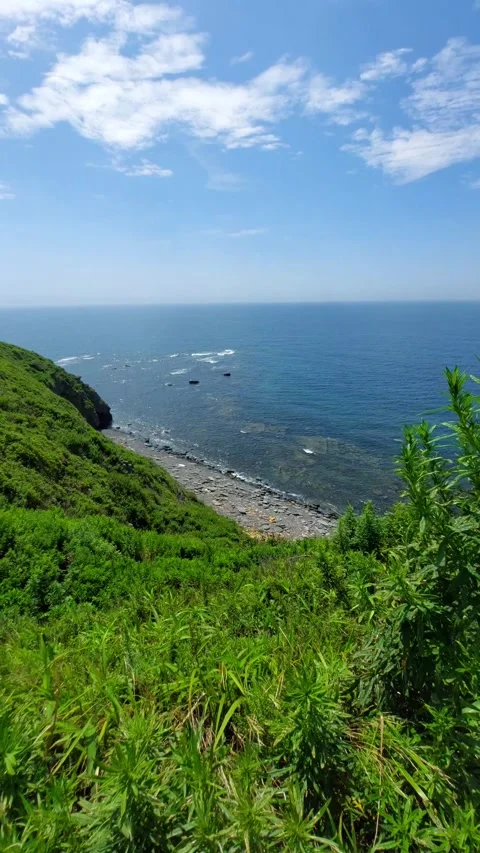 Beautiful view from a high cliff with wild plants to the seashore 스톡 동영상 264552137