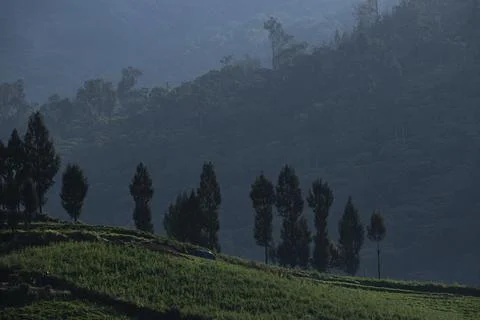 Beautiful view of a hillside with pine trees and misty mountains Stock Photos