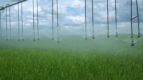 Beautiful view of huge farm rice plantation with central pivot irrigation  Stock Footage 166526853