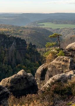 Beautiful view of the iconic tree on top of a cliff in the Elbe Sandstone M.. Stock Photos