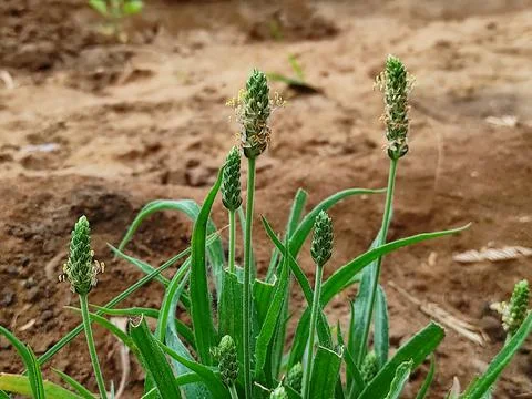 Beautiful View Of Isabgol ( Ispaghula, Psyllium Seed, Indian Plantago ) Plant Gr Stock Photos