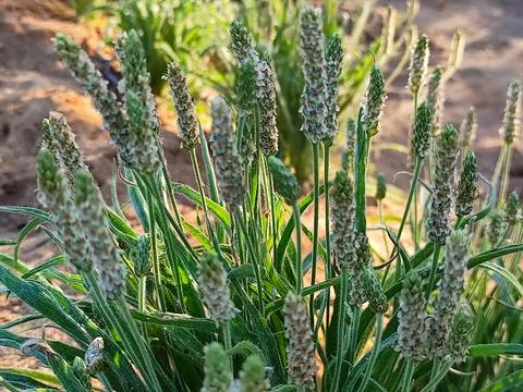 Beautiful View Of Isabgol ( Ispaghula, Psyllium Seed, Indian Plantago ) Plant Gr Stock Photos