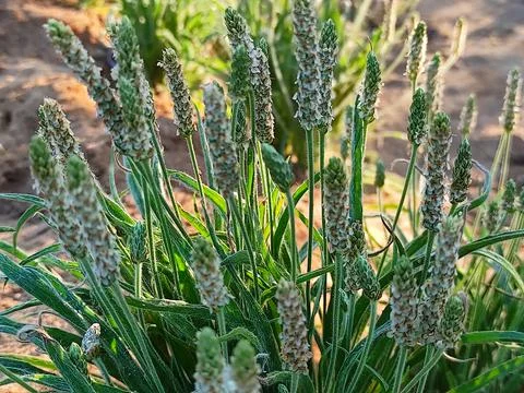 Beautiful View Of Isabgol ( Ispaghula, Psyllium Seed, Indian Plantago ) Plant Gr Stock Photos
