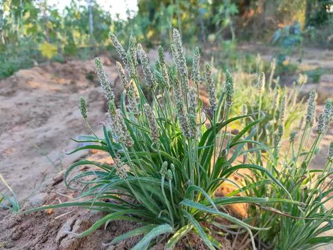 Beautiful View Of Isabgol ( Ispaghula, Psyllium Seed, Indian Plantago ) Plant Gr Stock Photos