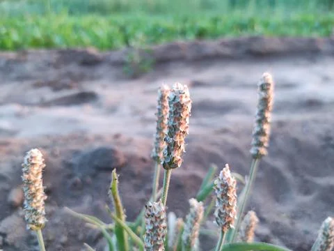 Beautiful View Of Isabgol ( Ispaghula, Psyllium Seed, Indian Plantago ) Plant Stock Photos