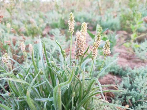 Beautiful View Of Isabgol ( Ispaghula, Psyllium Seed, Indian Plantago ) Plant Stock Photos