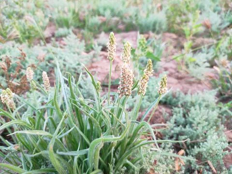 Beautiful View Of Isabgol ( Ispaghula, Psyllium Seed, Indian Plantago ) Plant Stock Photos